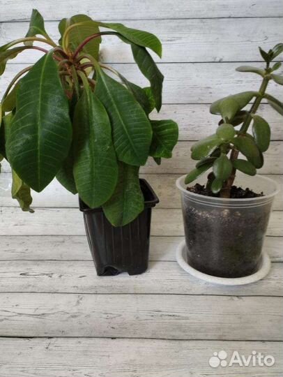 Фикус молочай и толстянка