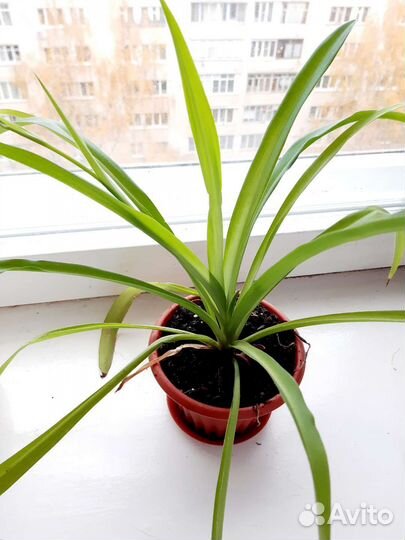 Хлорофитум