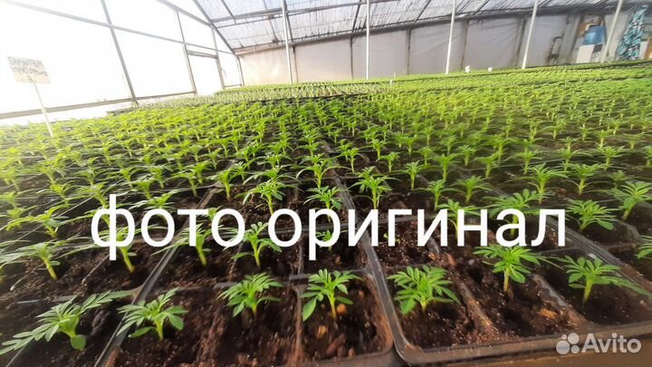 Плодородный грунт особенный