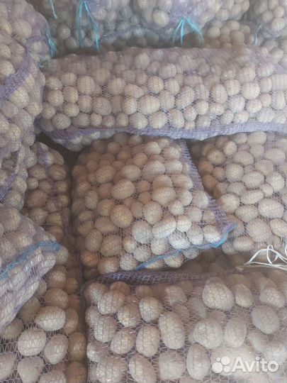 Семенной картофель, ред скарлет, коломбо