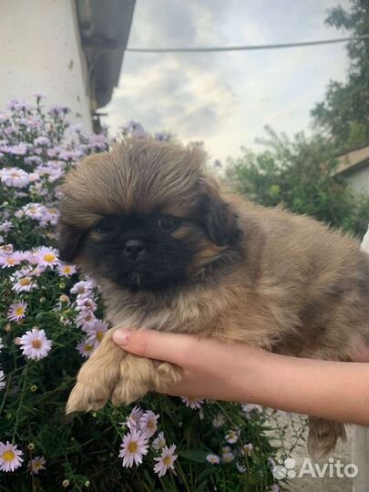 Щенки пекинеса