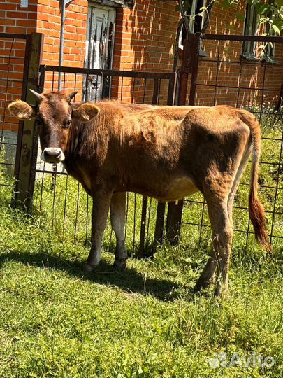 Продам телят от 3 месяцев до 1 года