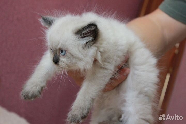Персидские котята