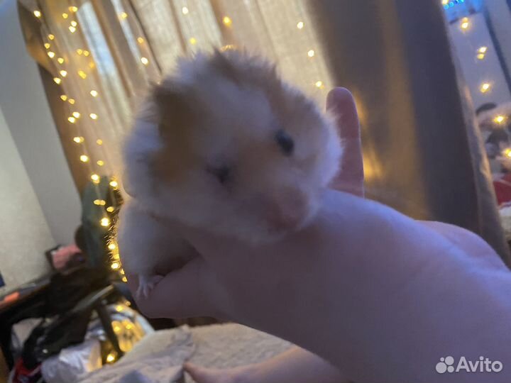 Хомяк