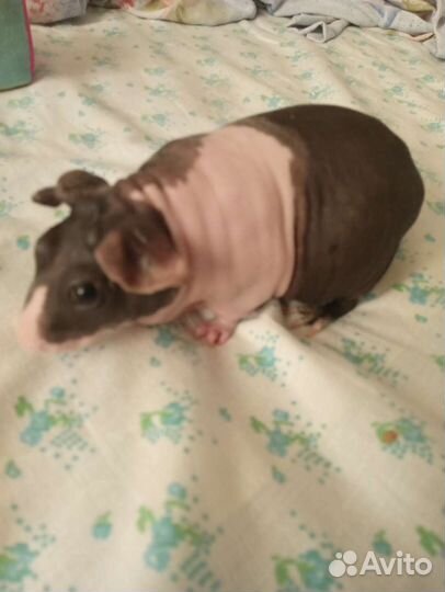 Морская свинка Скинни