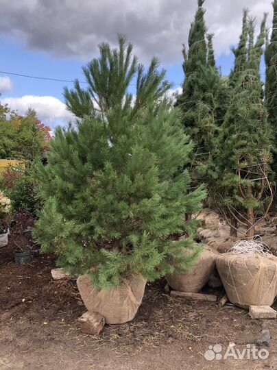 Сосна обыкновенная 4 метра