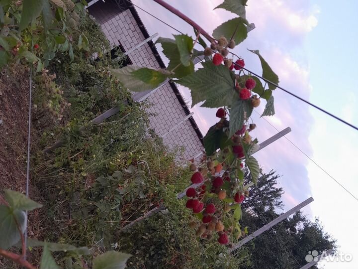 Малина дерево