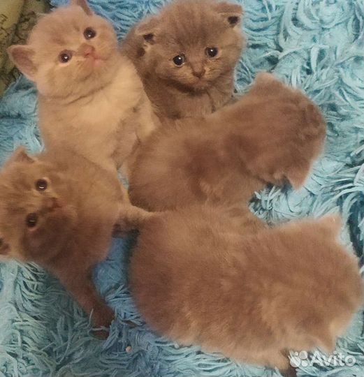 Британские вислоухие котята