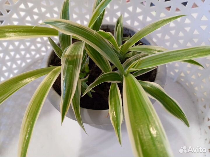 Комнатные растения