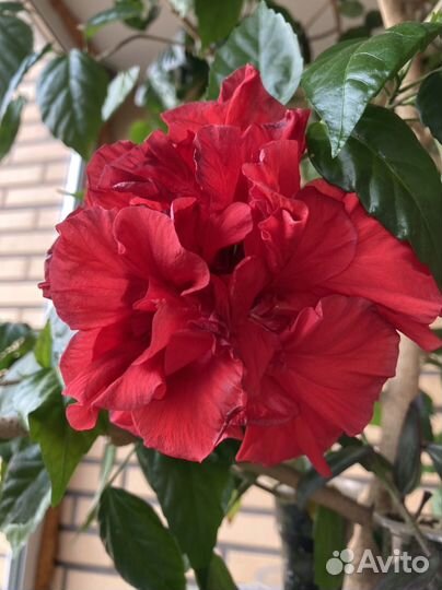 Гибискус (Китайская роза)