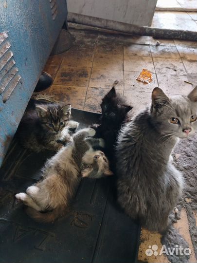 Котята в добрые руки даром бесплатно