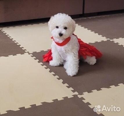 Бишон фризе