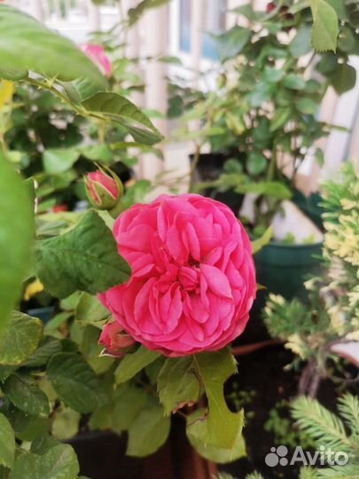 Семена, рассада, Саженцы, розы садовые