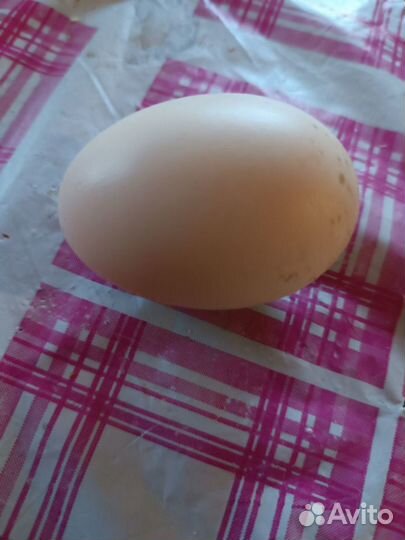 Утиные яйца