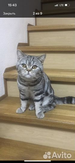 Британские котята