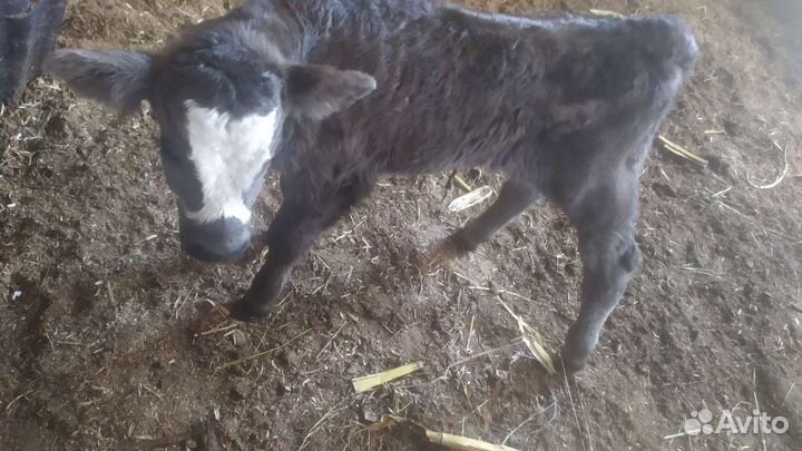 Телята бычки