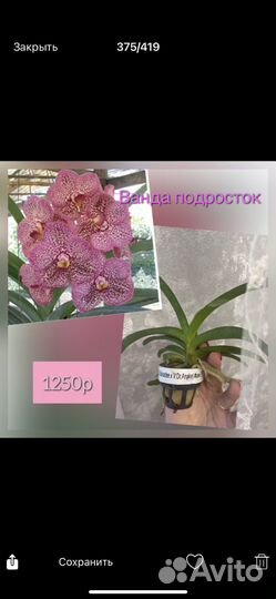 Орхидеи и не только