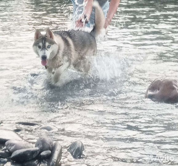 Сибирский хаски