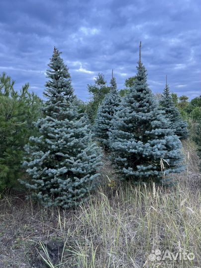 Ель Глаука Голубая Колючая в стрижке Пунгенс