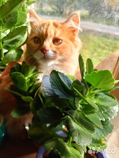 Отдам котёнка в добрые руки