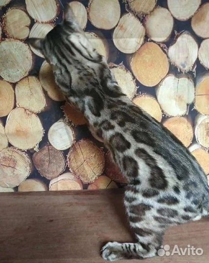 Бенгальский котик Сёма