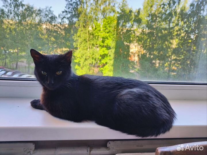 Кошка Чернушка ищет дом