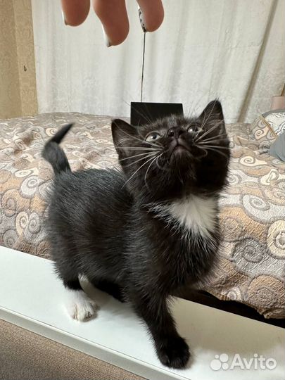 Котенок в хорошие руки