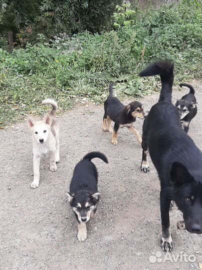 Щенки в добрые руки