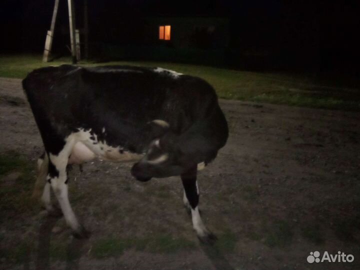 Корова дойная,первотелок, покрыта 17.07.2023