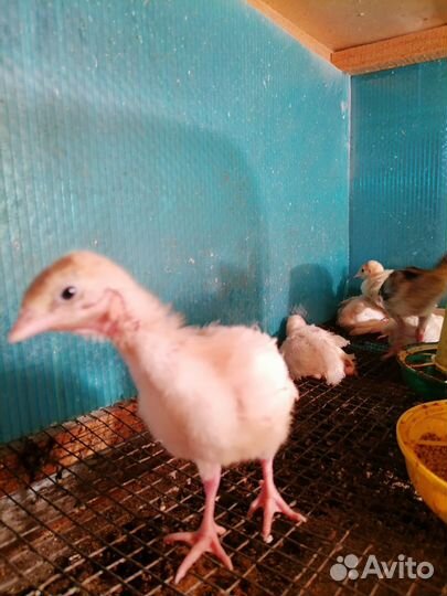 Индюшата разные