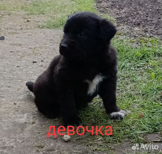Милые щенки