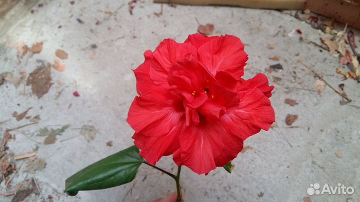 Гибискус махровый красный (Double Red)