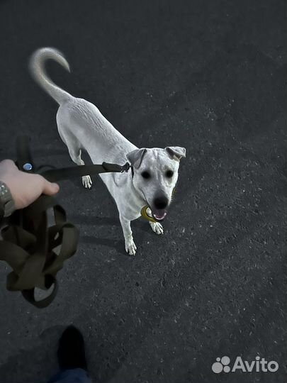 Собака в добрые руки