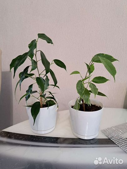 Фикусы, замиокулькас