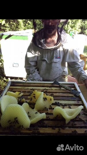 Мед свежий 2023 сбора. Мёд в сотах