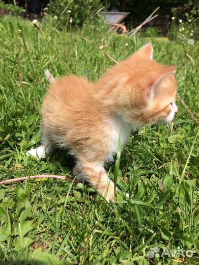 Котята от кошки крысоловки