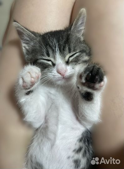 Котенок мальчик в добрые руки