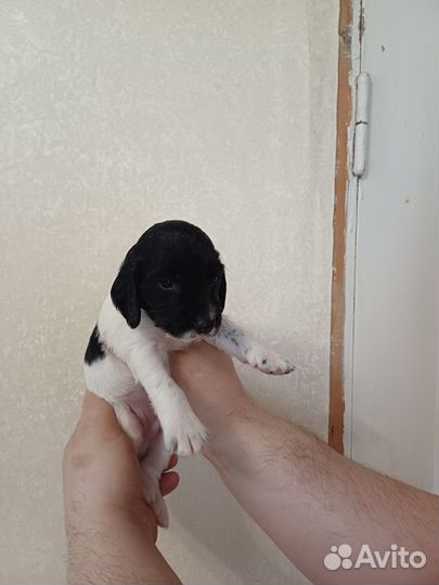 Русский охотничий спаниель щенки