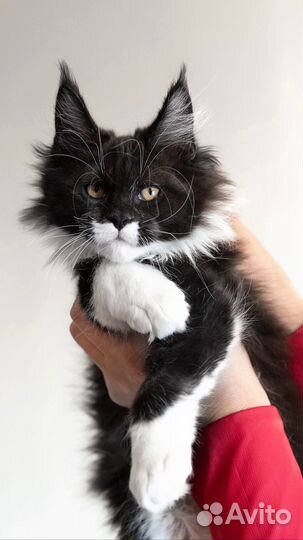 Котята мейн-кун