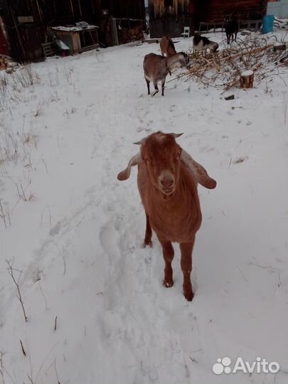 Козлик,козы