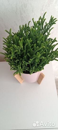 Крассула плауновидная