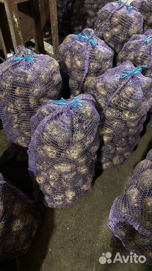 Продам картофель
