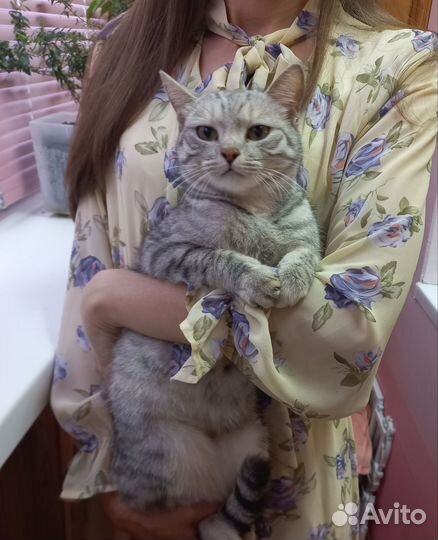 Кошки в добрые руки бесплатно