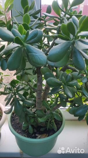 Денежное дерево, Красула толстянка