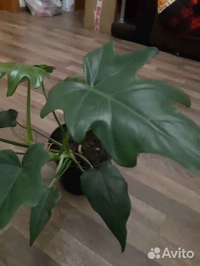 Монстера деликатесная, сциндапсус, Филодендрон