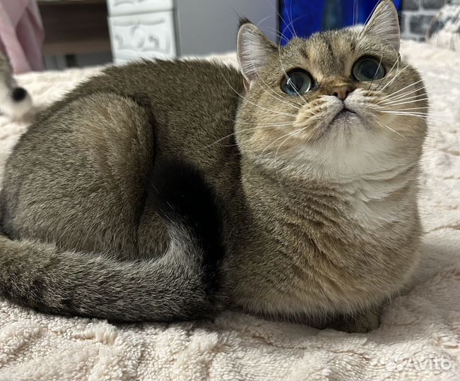 Шотландская кошечка в разведение