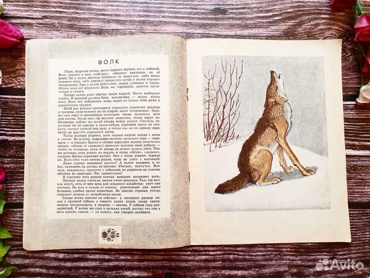 Горлов, Акииушкин. По следам 1969 г