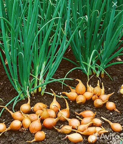 Лук шалот