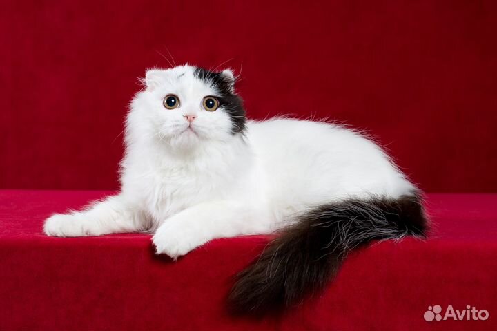 Шотландский котенок. Мальчик