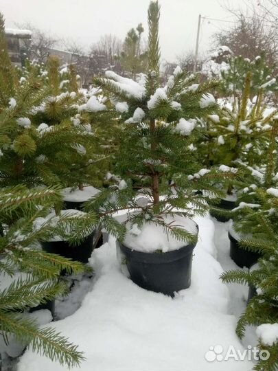 Ель голубая новогодняя